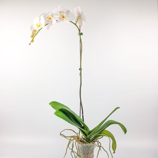 Phalaenopsis (Imported) - White *Without Pot*