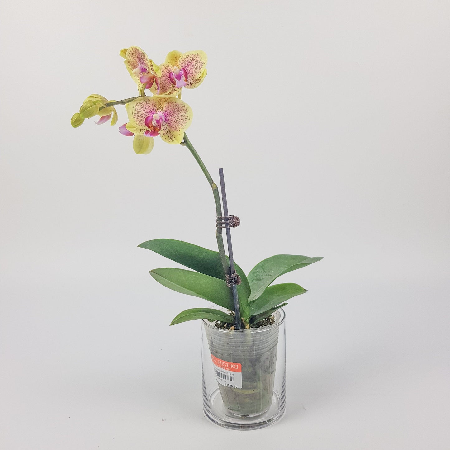 Phalaenopsis Mini  - Yellow Dotted