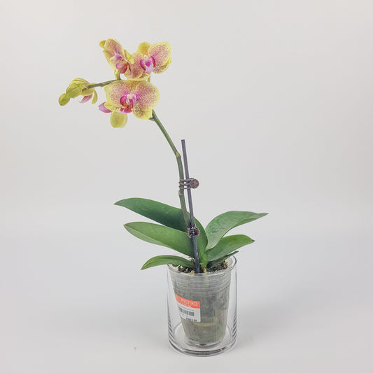 Phalaenopsis Mini  - Yellow Dotted