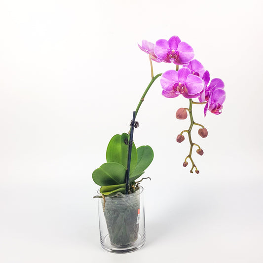 Phalaenopsis Mini - Purple