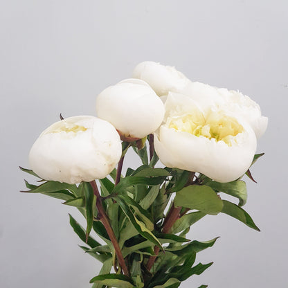 Peony Duchess De Nemours - White (5 Stems)