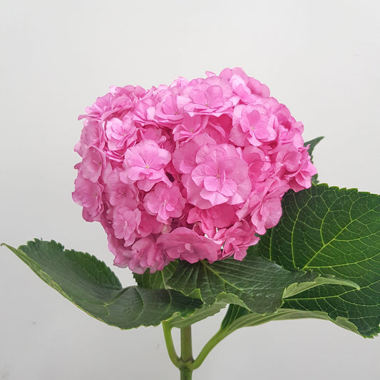 Hydrangea - Pink