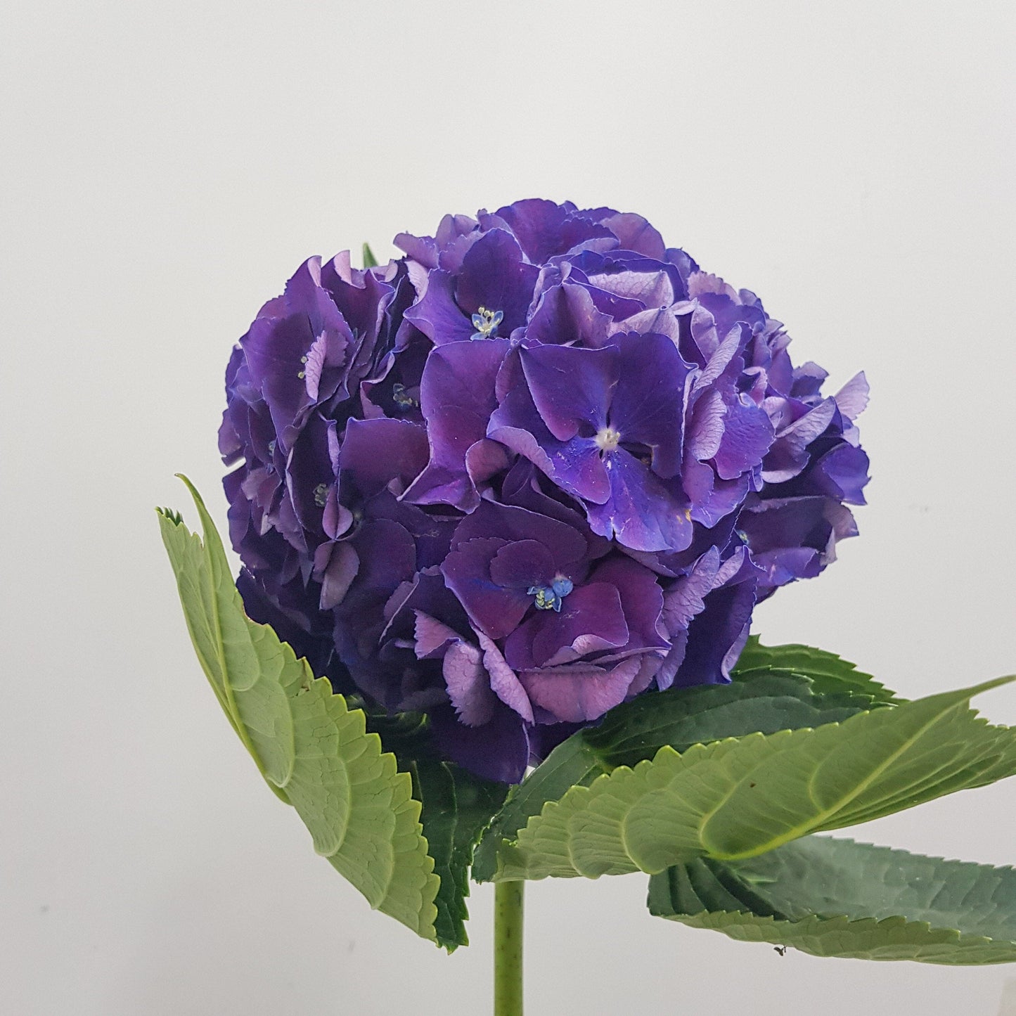 Hydrangea - Purple