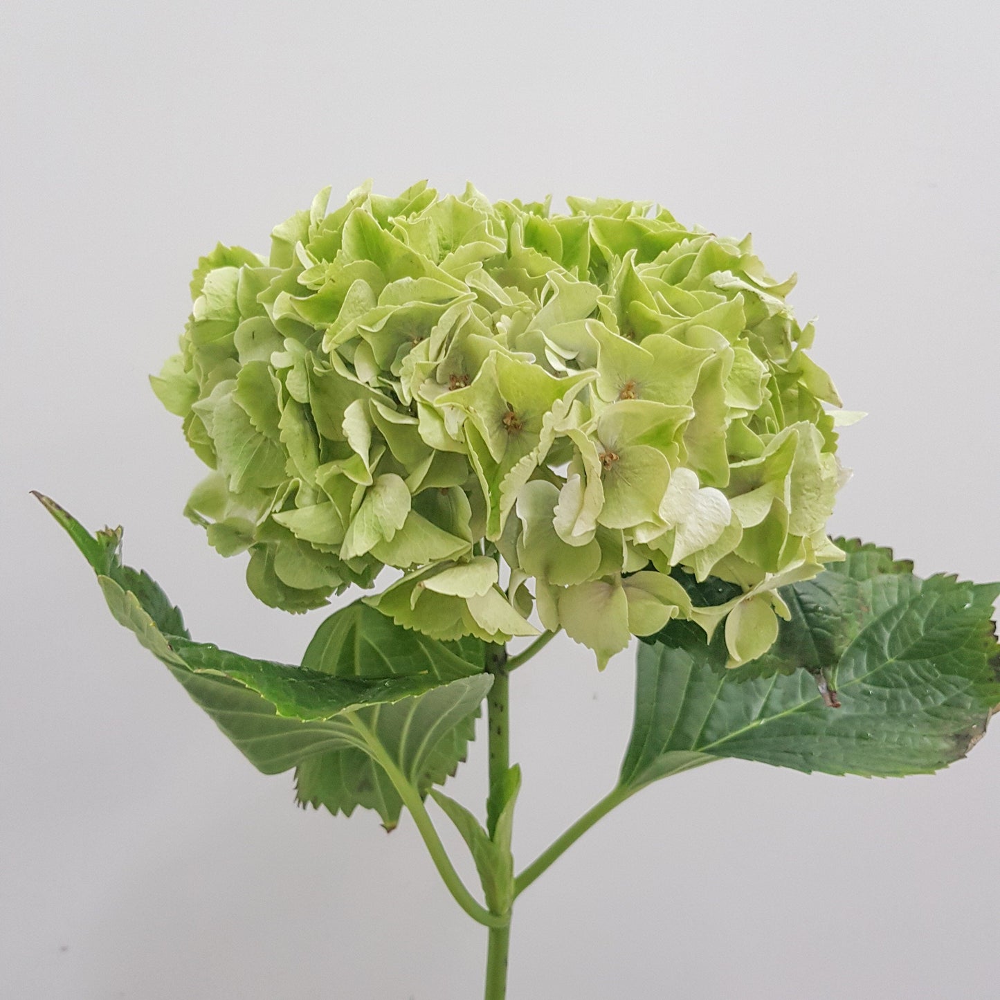 Hydrangea - Green