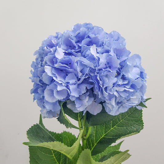 Hydrangea - Blue