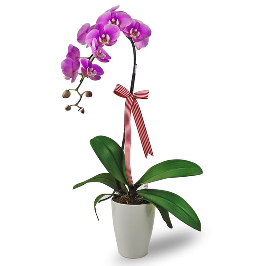 Phalaenopsis Orchid - 1 Stalk