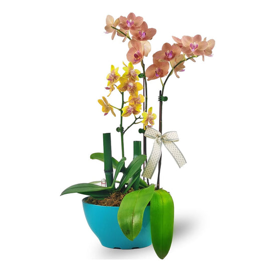 Phalaenopsis Orchid - 3 Stalks