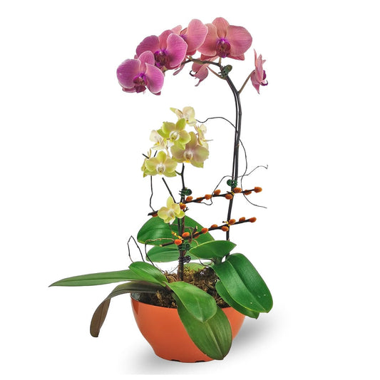 Phalaenopsis Orchid - 2 Stalks