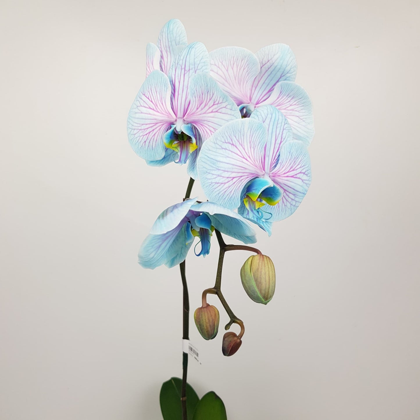 Phalaenopsis Dyed - 2 Tone Blue Purple