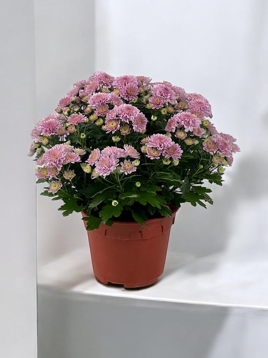 Chrysanthemum - Pink (P150)