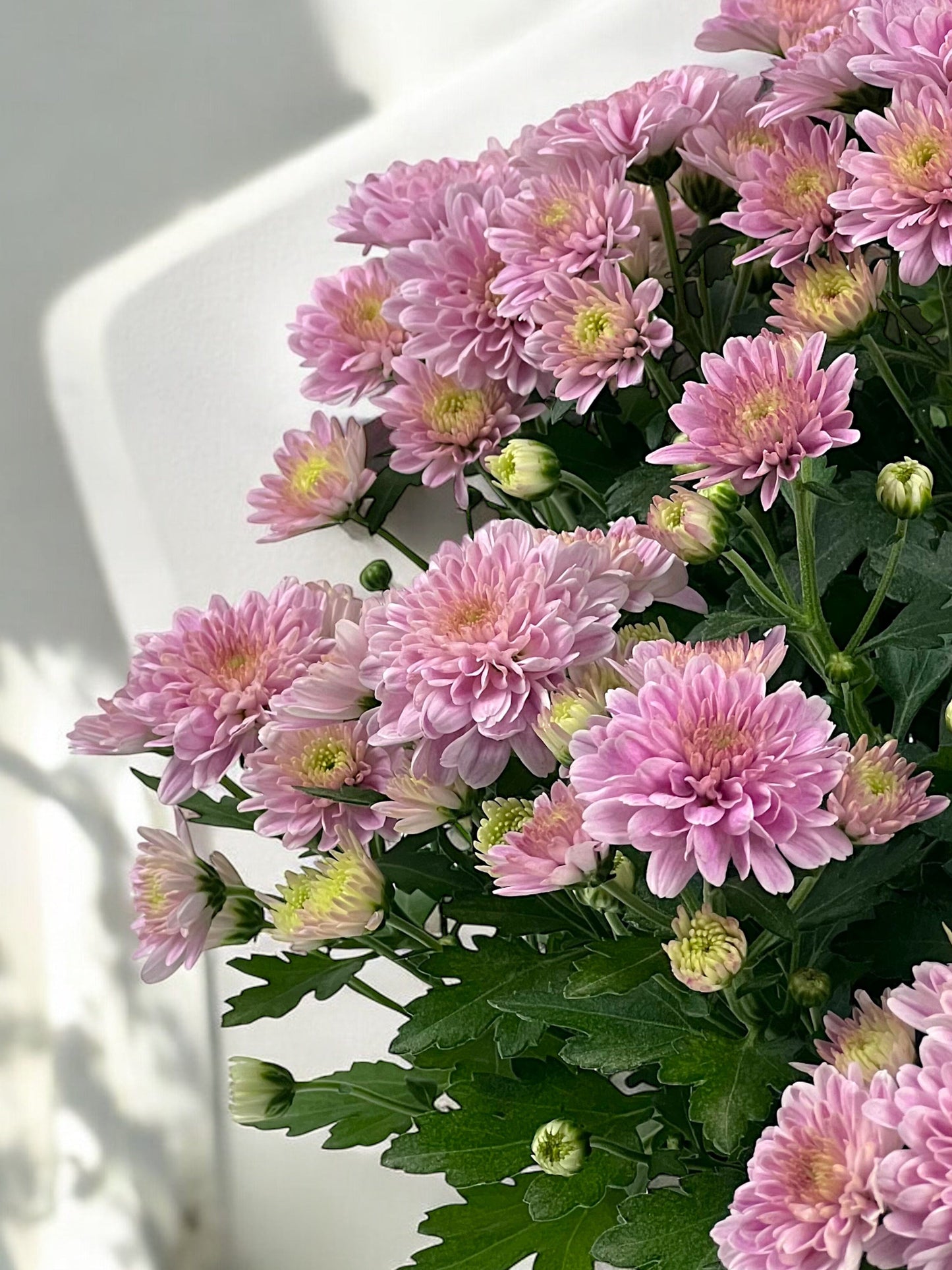 Chrysanthemum - Pink (P150)