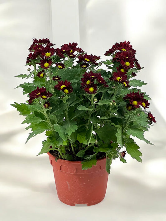 Chrysanthemum - Maroon (P150)