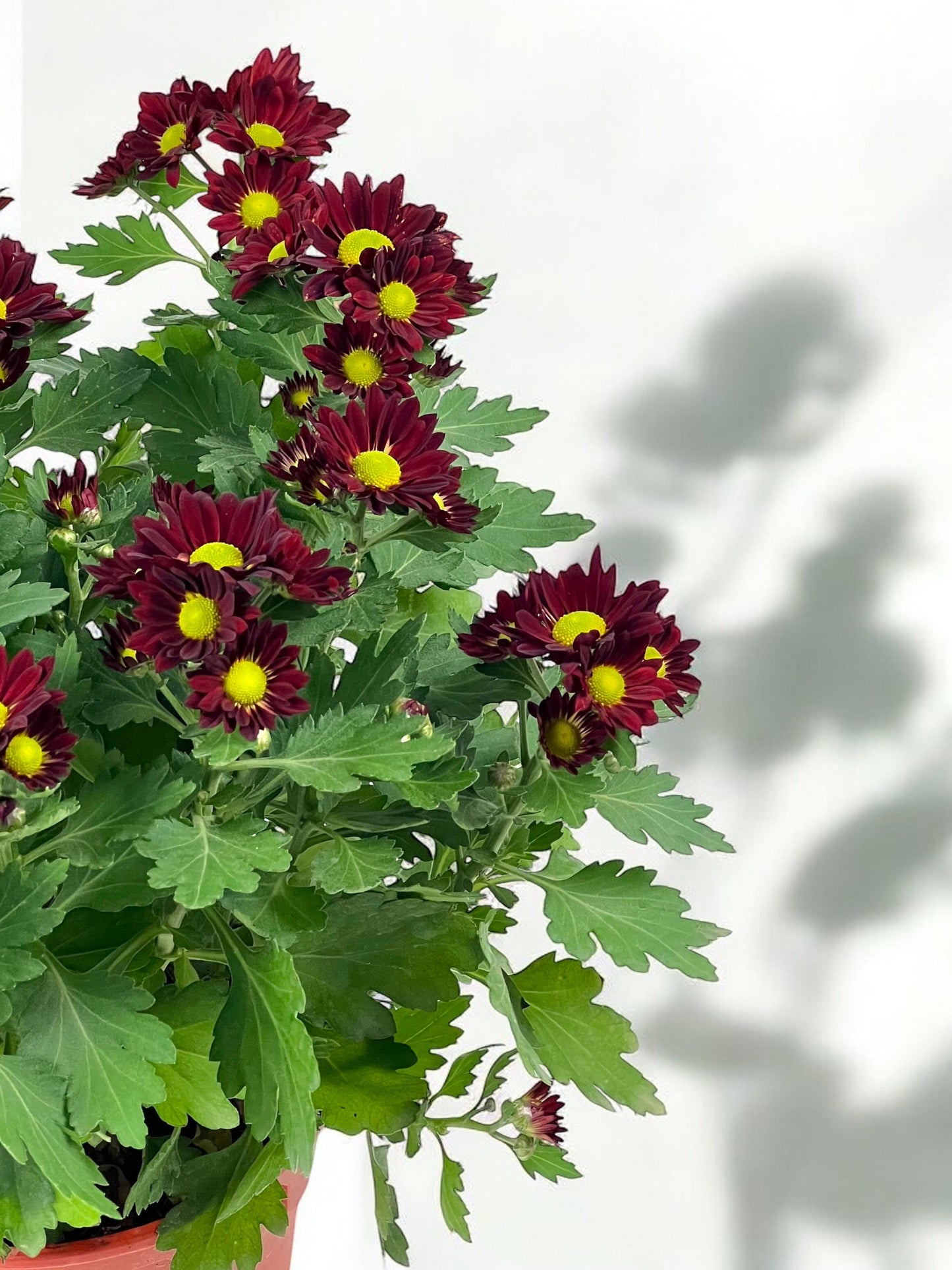 Chrysanthemum - Maroon (P150)