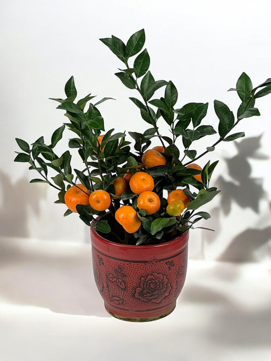 Tangerine / Zhu Sha Ju / 蜜橘树