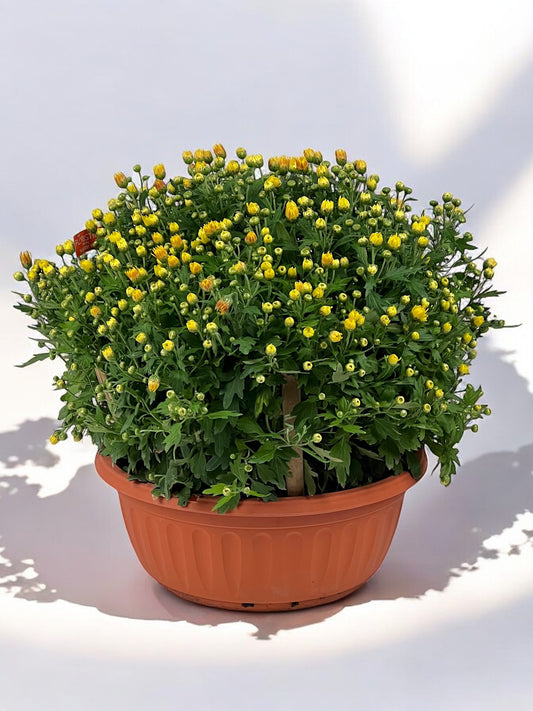 Chrysanthemum - Yellow (BB Flat P205)