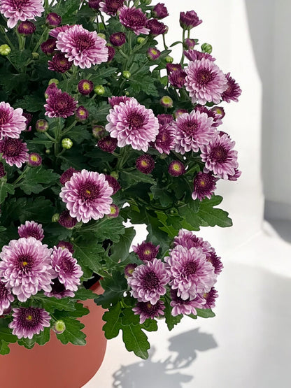 Chrysanthemum - 2 Tone Purple (P150)