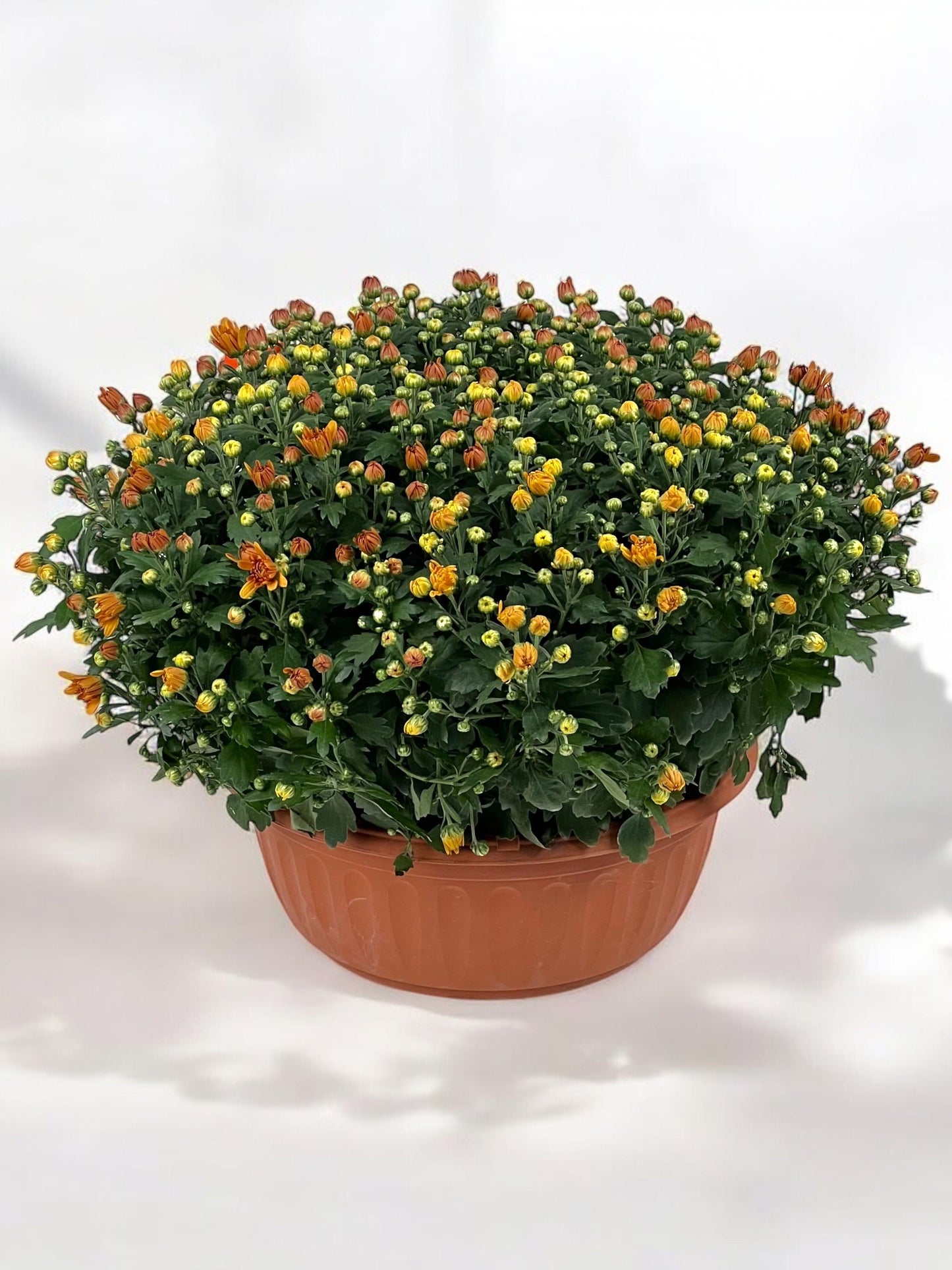 Chrysanthemum - Orange (BB Flat P205)