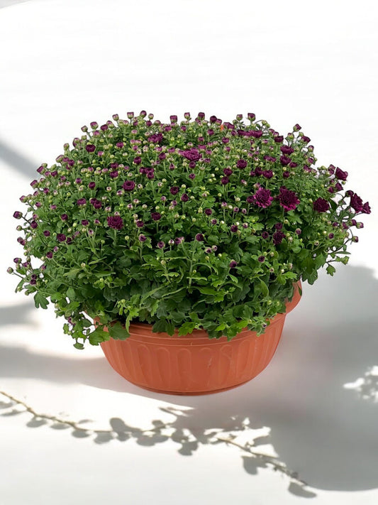 Chrysanthemum - Purple (BB Flat P205)