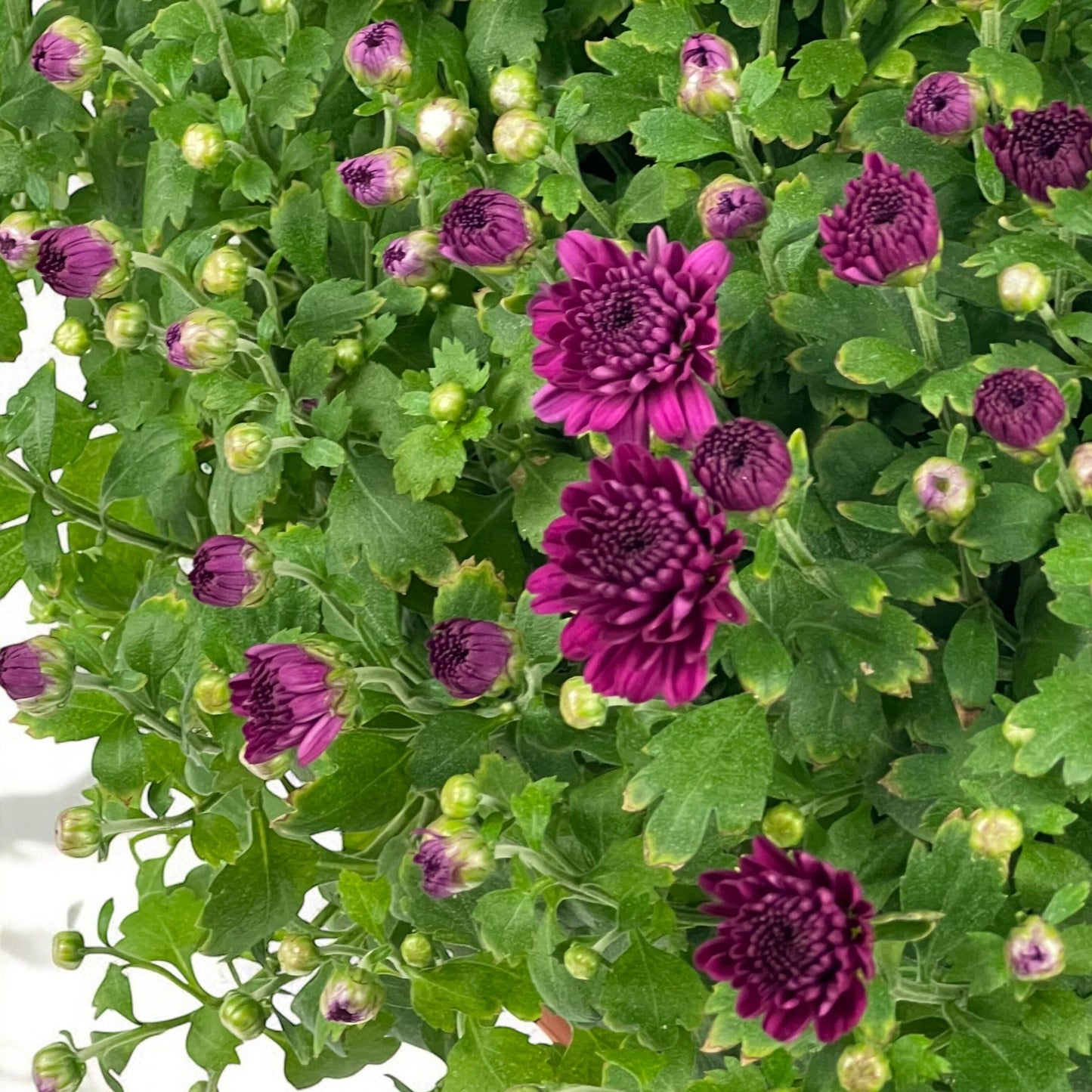 Chrysanthemum - Purple (BB Flat P205)