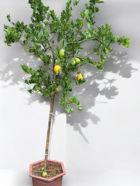 Lemon Tree / 柠檬树 - 5ft