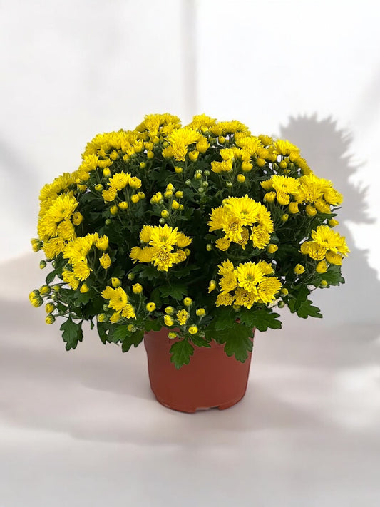 Chrysanthemum - Yellow (P150)