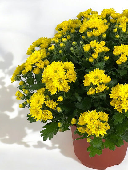 Chrysanthemum - Yellow (P150)