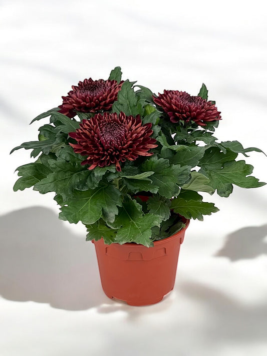 Chrysanthemum Cosmo - Maroon (P150)