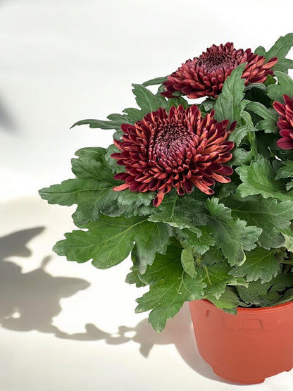 Chrysanthemum Cosmo - Maroon (P150)