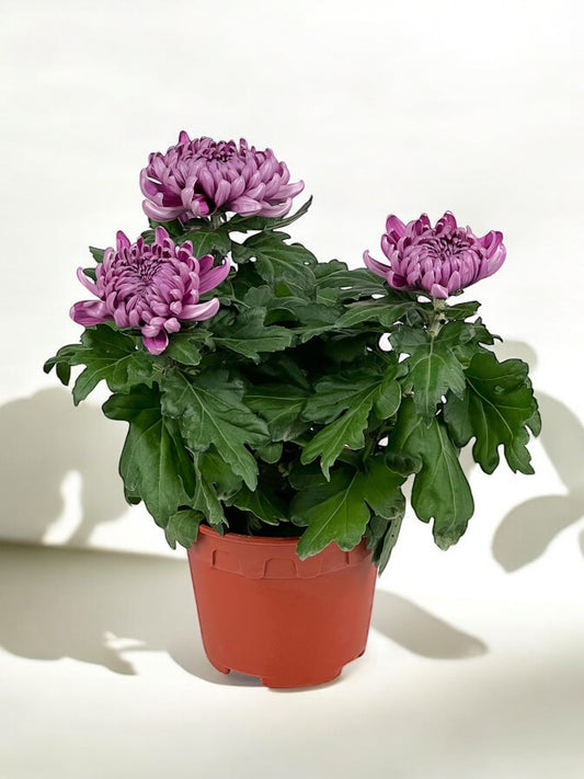 Chrysanthemum Cosmo - Purple (P150)