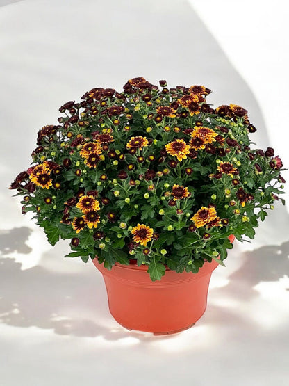 Chrysanthemum - 2 Tone Yellow Maroon (P210)