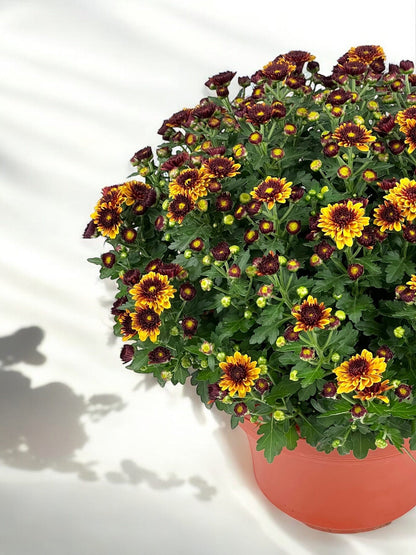 Chrysanthemum - 2 Tone Yellow Maroon (P210)