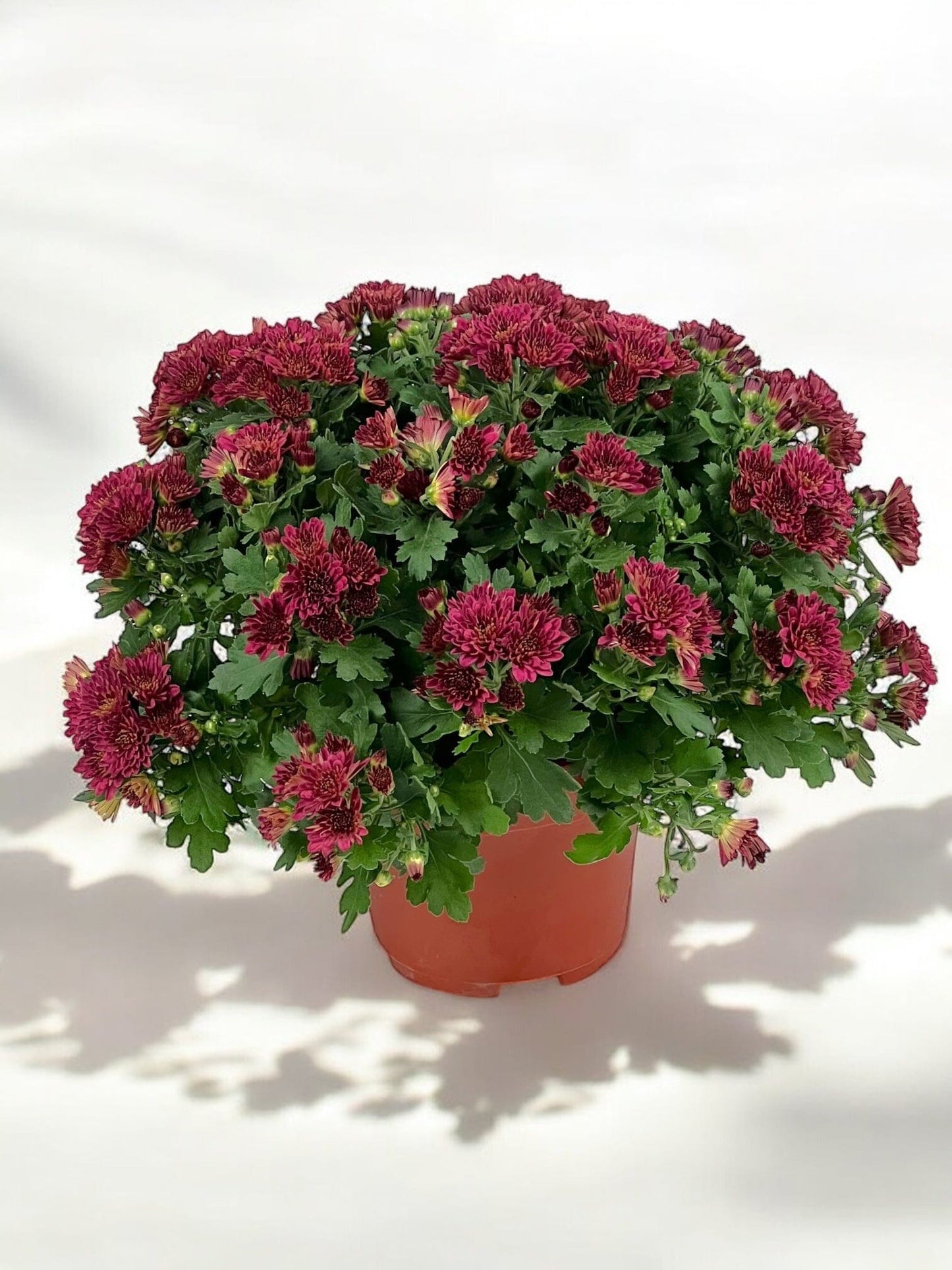 Chrysanthemum - Maroon (P150)