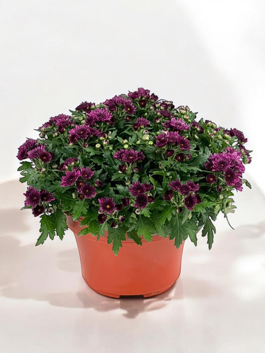 Chrysanthemum - Purple (P210)