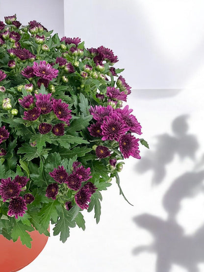 Chrysanthemum - Purple (P210)