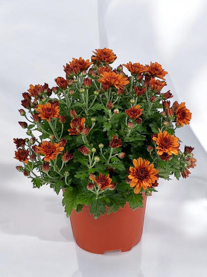 Chrysanthemum - Brown (P150)