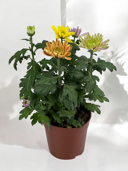 Chrysanthemum - Mix Colours (P160)