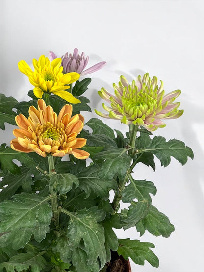 Chrysanthemum - Mix Colours (P160)