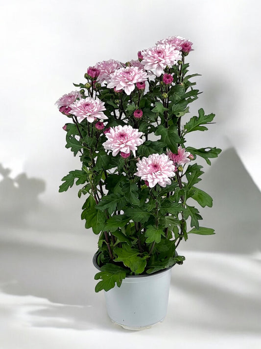 Chrysanthemum - Light Pink (P160)