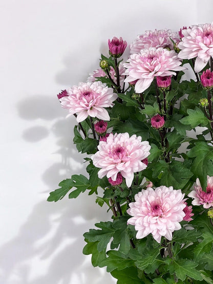 Chrysanthemum - Light Pink (P160)