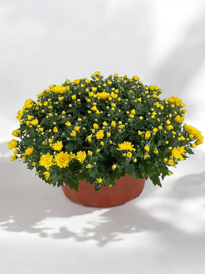 Chrysanthemum - Yellow (P310)