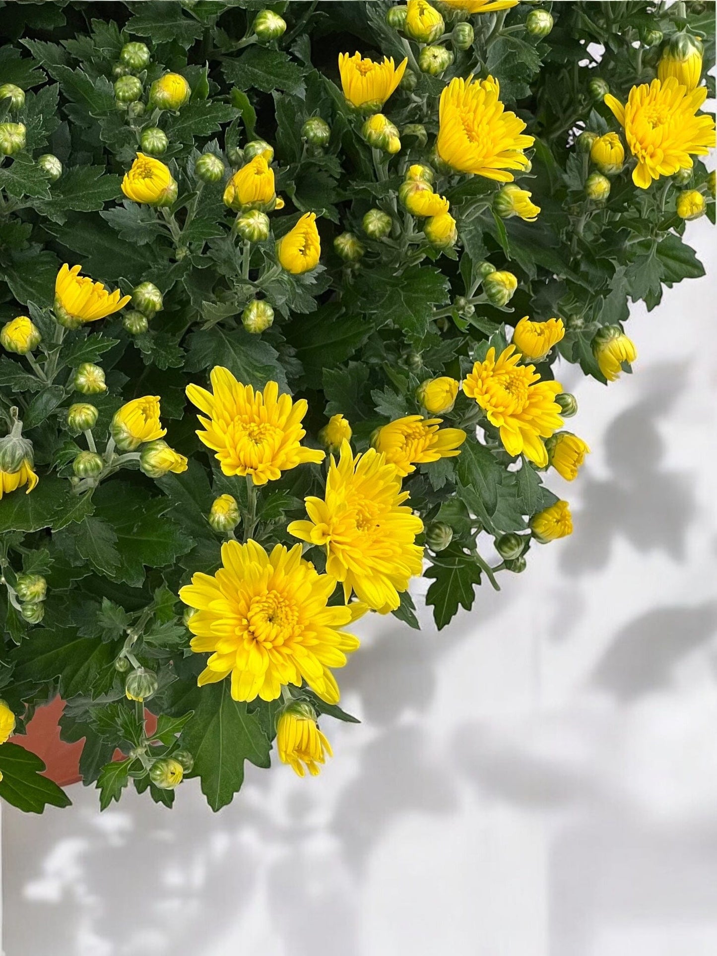 Chrysanthemum - Yellow (P310)