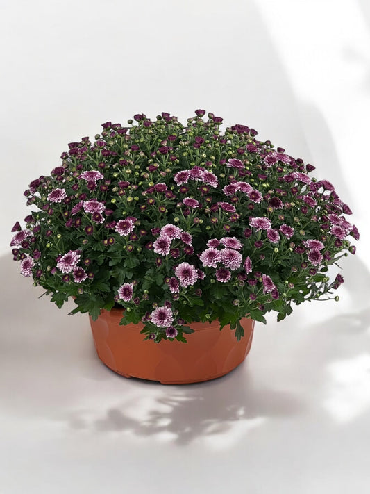 Chrysanthemum - 2 Tone Purple (P310)