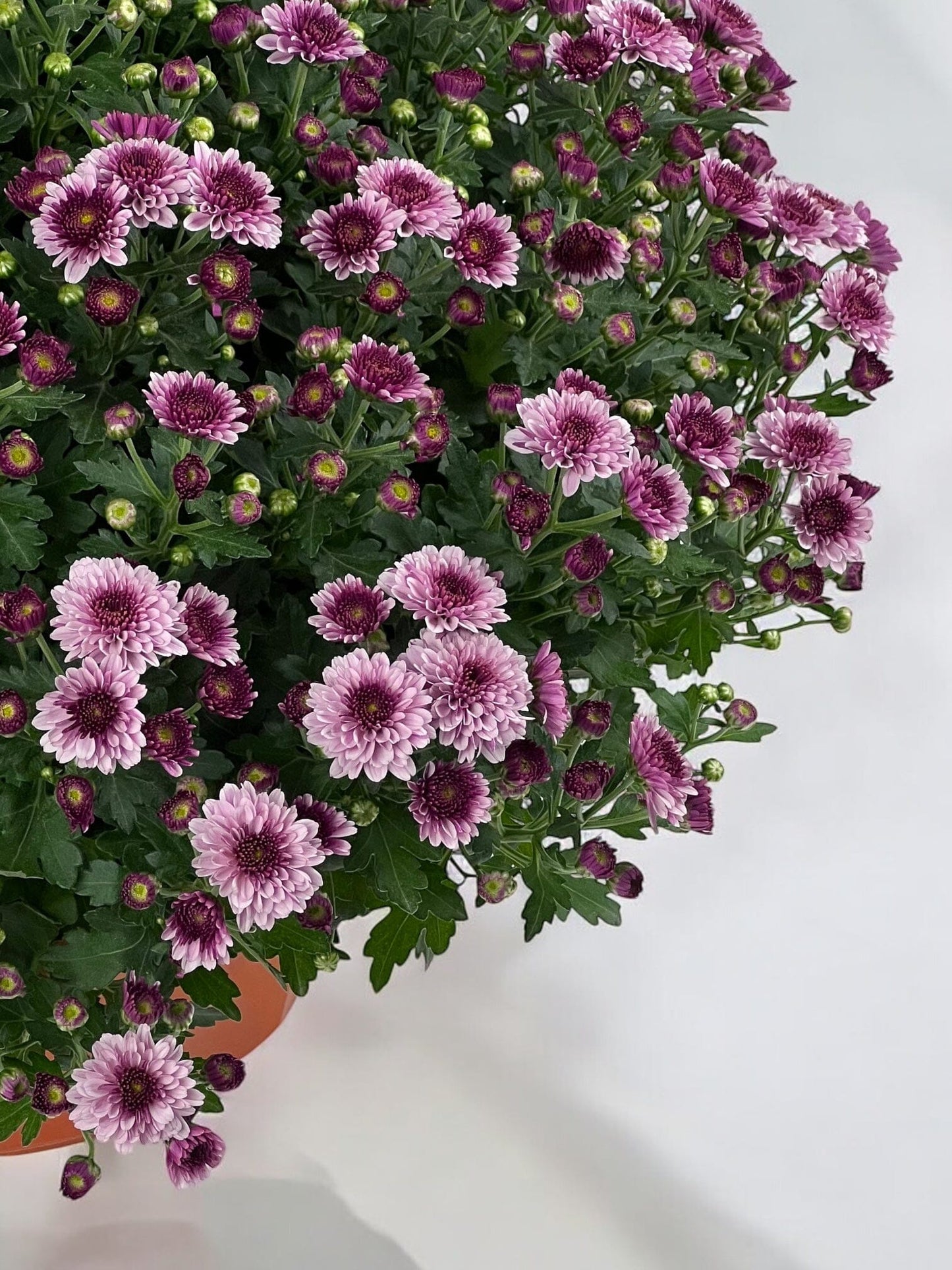 Chrysanthemum - 2 Tone Purple (P310)