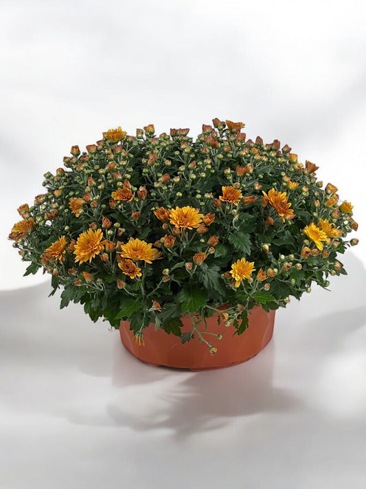 Chrysanthemum - Orange (P310)