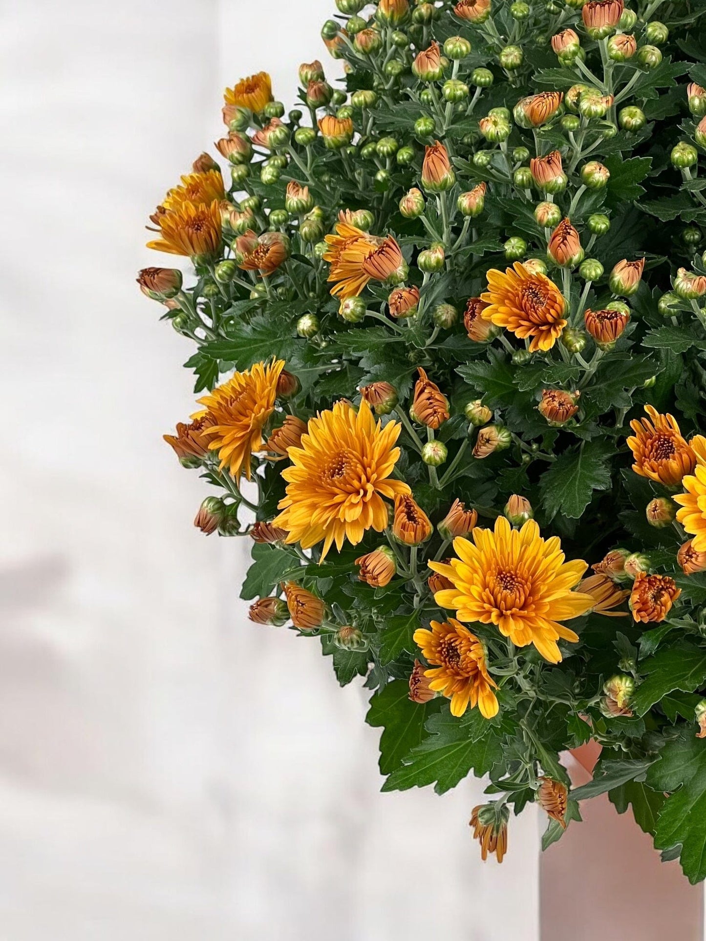 Chrysanthemum - Orange (P310)