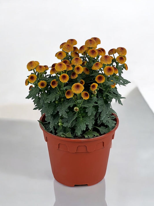 Chrysanthemum - 2 Tone Orange (P150)