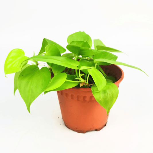 Philodendron Scandens Gold (P120)