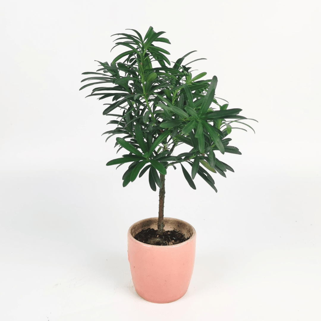 Podocarpus - Random Pot