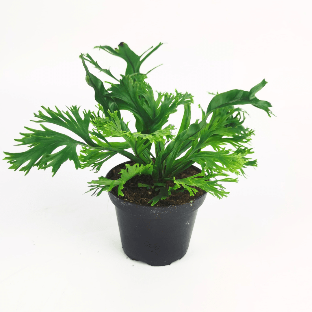 Asplenium Peacock (P80)