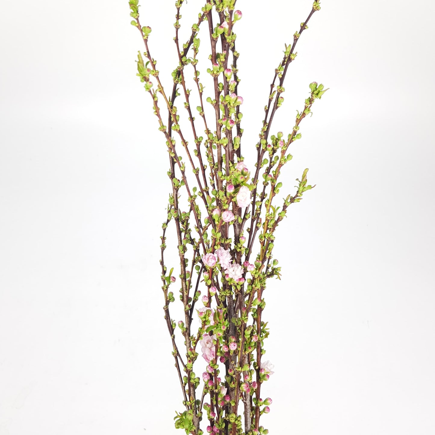 Plum Blossom - Light Pink 100cm